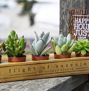 Tanaman Sukulen Cantik Untuk Dekorasi Rumah Tanaman Sukulen Cantik Untuk Dekorasi Rumah